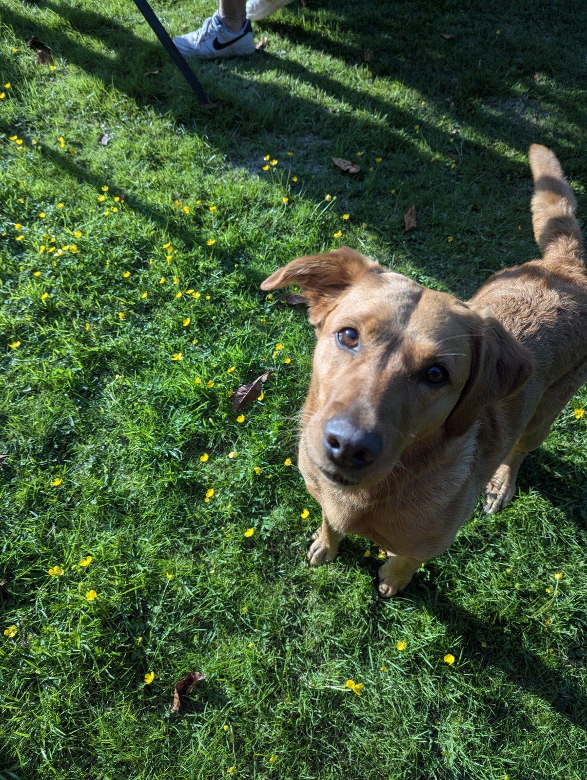 A happy dog on a sunny SW London common