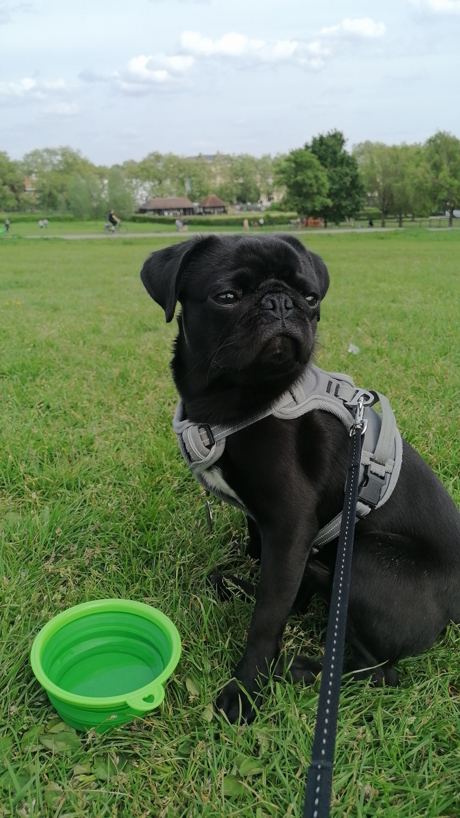 A dog on a walk in the park
